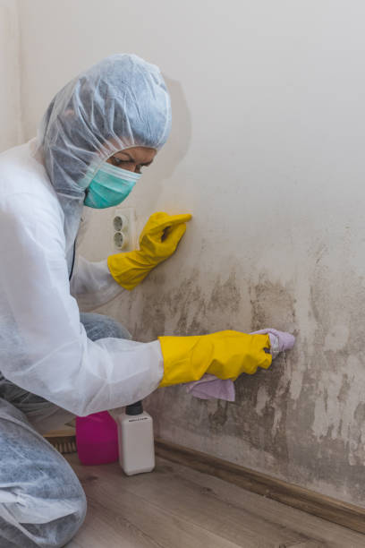 Best Asbestos and Lead Testing During Mold Inspection  in Lake Waynoka, OH