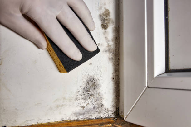 Best Basement Mold Removal  in Lake Waynoka, OH